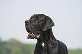 DOGUE ALLEMAND 507